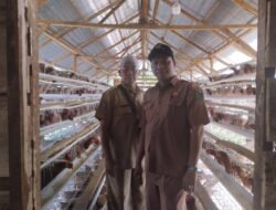 Budidaya Ayam Petelur untuk Ketahanan Pangan di Desa Tanjung Beringin