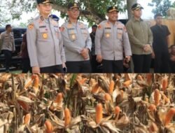 Polri Bersama Petani Jagung Tuban Bersiap Sambut Kehadiran Presiden RI pada Panen Raya